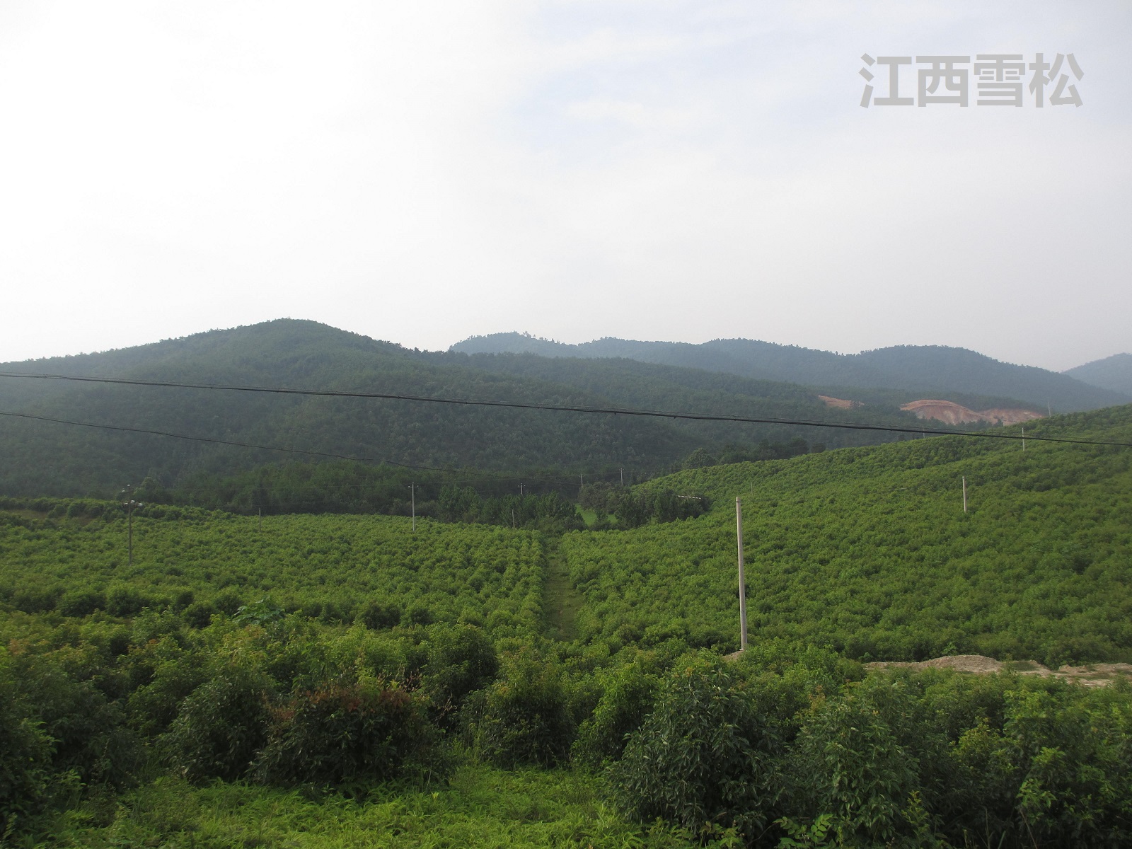 精油價(jià)格差距 精油價(jià)格差距